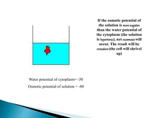 If the osmotic potential of 
the solution is more negative 
than the water potential of 
the cytoplasm (the solution 
is hypertonic), net exosmosis will 
occur. The result will be 
crenation (the cell will shrivel 
up) 
Water potential of cytoplasm= -50 
Osmotic potential of solution = -80 
 