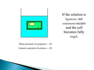 If the solution is 
hypotonic, net 
endosmosis occurs 
and the cell 
becomes fully 
turgid. 
Water potential of cytoplasm = -50 
Osmotic potential of solution = -20 
 