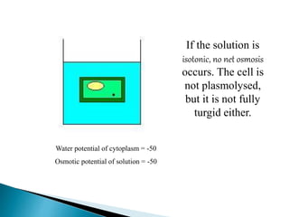 If the solution is 
isotonic, no net osmosis 
occurs. The cell is 
not plasmolysed, 
but it is not fully 
turgid either. 
Water potential of cytoplasm = -50 
Osmotic potential of solution = -50 
 