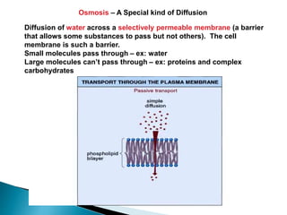 Osmosis – A Special kind of Diffusion 
Diffusion of water across a selectively permeable membrane (a barrier 
that allows some substances to pass but not others). The cell 
membrane is such a barrier. 
Small molecules pass through – ex: water 
Large molecules can’t pass through – ex: proteins and complex 
carbohydrates 
 