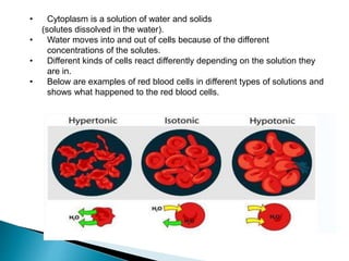• Cytoplasm is a solution of water and solids 
(solutes dissolved in the water). 
• Water moves into and out of cells because of the different 
concentrations of the solutes. 
• Different kinds of cells react differently depending on the solution they 
are in. 
• Below are examples of red blood cells in different types of solutions and 
shows what happened to the red blood cells. 
 