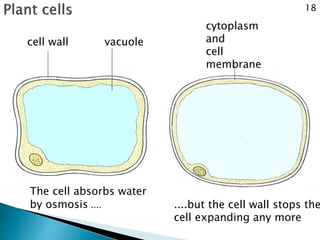 cell wall 
cytoplasm 
and 
cell 
membrane 
vacuole 
The cell absorbs water 
by osmosis .... ....but the cell wall stops the 
cell expanding any more 
18 
 