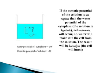 If the osmotic potential 
of the solution is less 
negative than the water 
potential of the 
cytoplasm(the solution is 
hypotonic), net endosmosis 
will occur, i.e. water will 
move into the cell from 
the solution. The result 
will be haemolysis (the cell 
will burst) 
Water potential of cytoplasm = -50 
Osmotic potential of solution= -20 
 