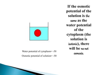 If the osmotic 
potential of the 
solution is the 
same as the 
water potential 
of the 
cytoplasm (the 
solution is 
isotonic), there 
will be no net 
osmosis. 
Water potential of cytoplasm= -50 
Osmotic potential of solution= -50 
 