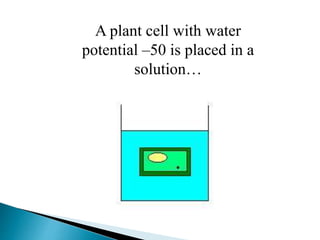 A plant cell with water 
potential –50 is placed in a 
solution… 
 