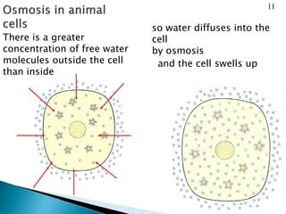 There is a greater
concentration of free water
molecules outside the cell
than inside
so water diffuses into the
cell
by osmosis
and the cell swells up
11
 