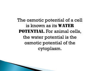 The osmotic potential of a cell
is known as its WATER
POTENTIAL. For animal cells,
the water potential is the
osmotic potential of the
cytoplasm.
 