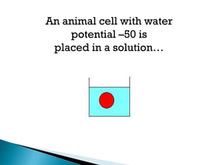 An animal cell with water
potential –50 is
placed in a solution…
 