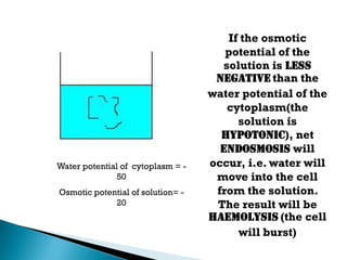 If the osmotic
potential of the
solution is less
negative than the
water potential of the
cytoplasm(the
solution is
hypotonic), net
endosmosis will
occur, i.e. water will
move into the cell
from the solution.
The result will be
haemolysis (the cell
will burst)
Water potential of cytoplasm = -
50
Osmotic potential of solution= -
20
 