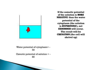 If the osmotic potential
of the solution is more
negative than the water
potential of the
cytoplasm (the solution
is hypertonic), net
exosmosis will occur.
The result will be
crenation (the cell will
shrivel up)
Water potential of cytoplasm= -
50
Osmotic potential of solution = -
80
 
