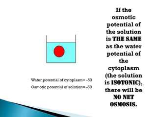 If the
osmotic
potential of
the solution
is the same
as the water
potential of
the
cytoplasm
(the solution
is isotonic),
there will be
no net
osmosis.
Water potential of cytoplasm= -50
Osmotic potential of solution= -50
 