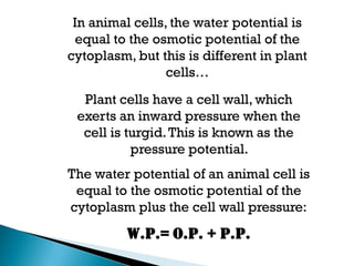 In animal cells, the water potential is
equal to the osmotic potential of the
cytoplasm, but this is different in plant
cells…
Plant cells have a cell wall, which
exerts an inward pressure when the
cell is turgid.This is known as the
pressure potential.
The water potential of an animal cell is
equal to the osmotic potential of the
cytoplasm plus the cell wall pressure:
W.P.= O.P. + P.P.
 