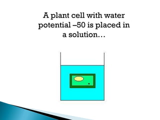 A plant cell with water
potential –50 is placed in
a solution…
 
