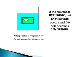 If the solution is
hypotonic, net
endosmosis
occurs and the
cell becomes
fully turgid.
Water potential of cytoplasm = -50
Osmotic potential of solution = -20
 