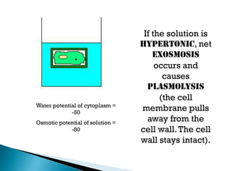 If the solution is
hypertonic, net
exosmosis
occurs and
causes
plasmolysis
(the cell
membrane pulls
away from the
cell wall.The cell
wall stays intact).
Water potential of cytoplasm =
-50
Osmotic potential of solution =
-80
 