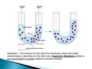 Hypotonic – The solution on one side of a membrane where the solute
concentration is less than on the other side. Hypotonic Solutions contain a
low concentration of solute relative to another solution.
 