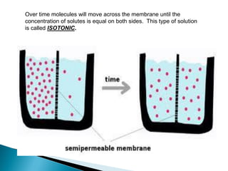 Over time molecules will move across the membrane until the
concentration of solutes is equal on both sides. This type of solution
is called ISOTONIC.
 