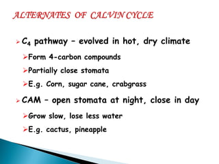 C4 pathway – evolved in hot, dry climate 
Form 4-carbon compounds 
Partially close stomata 
E.g. Corn, sugar cane, crabgrass 
CAM – open stomata at night, close in day 
Grow slow, lose less water 
E.g. cactus, pineapple  
