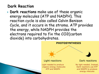 Dark reactions make use of these organic energy molecules (ATP and NADPH). This reaction cycle is also called Calvin Benison Cycle, and it occurs in the stroma. ATP provides the energy, while NADPH provides the electrons required to fix the CO2(carbon dioxide) into carbohydrates.  