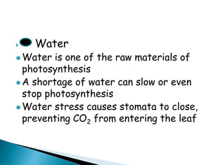  Water 
Water is one of the raw materials of photosynthesis 
A shortage of water can slow or even stop photosynthesis 
Water stress causes stomata to close, preventing CO2 from entering the leaf  
