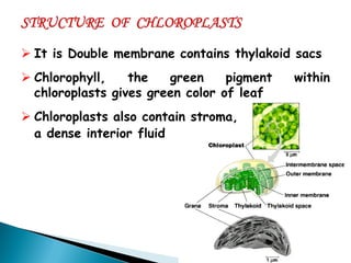 It is Double membrane contains thylakoid sacs 
Chlorophyll, the green pigment within chloroplasts gives green color of leaf 
Chloroplasts also contain stroma, 
a dense interior fluid  