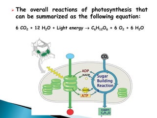 The overall reactions of photosynthesis that can be summarized as the following equation: 
6 CO2 + 12 H2O + Light energy  C6H12O6 + 6 O2 + 6 H2O 
sugars C6H12O6 
Sugar Building 
Reactions 
ADP 
NADP 
NADPH 
ATP 
CO2  