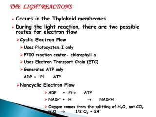 Occurs in the Thylakoid membranes 
During the light reaction, there are two possible routes for electron flow 
Cyclic Electron Flow 
Uses Photosystem I only 
P700 reaction center- chlorophyll a 
Uses Electron Transport Chain (ETC) 
Generates ATP only 
ADP + Pi ATP 
Noncyclic Electron Flow 
ADP + Pi  ATP 
NADP+ + H  NADPH 
Oxygen comes from the splitting of H2O, not CO2 
H2O  1/2 O2 + 2H+  