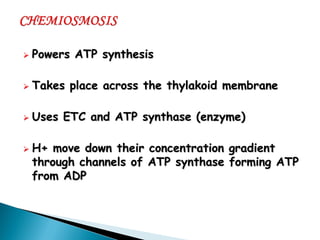 Powers ATP synthesis 
Takes place across the thylakoid membrane 
Uses ETC and ATP synthase (enzyme) 
H+ move down their concentration gradient through channels of ATP synthase forming ATP from ADP  