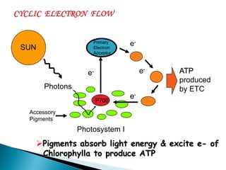 P700 
Primary 
Electron 
Acceptor 
e- 
e- 
e- 
e- ATP produced by ETC 
Photosystem I 
Accessory 
Pigments 
SUN 
Photons 
Pigments absorb light energy & excite e- of Chlorophylla to produce ATP  