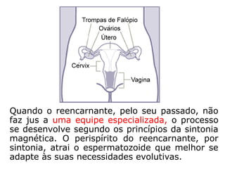 b) Seleção do Espermatozói-
de: Acoplado ao centro gené-
sico da futura mãe, o reencar-
nante miniaturizado aguarda a
relação sexual para desenca-
dear a reencarnação propria-
mente dita.
Após a explosão dos espermatozoides, liberados na
relação sexual (300 milhões), um deles será "esco-
lhido" e devidamente magnetizado para vencer a
corrida e alcançar a trompa de Falópio (apenas cer-
ca de 100 a 300 mil chegam lá) onde está o óvulo.
Essa magnetização do espermatozoide que deverá
vencer a corrida é, muitas vezes, feita por técnicos
da espiritualidade que selecionam o gameta que
traz a carga genética apropriada, de acordo com
os mapas cromossômicos, delineados anteriormen-
te.
 