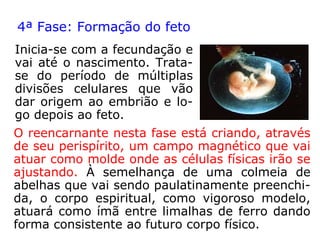 c ) Fecundação: o gameta masculino ao alcan-
çar o terço superior da Trompa de Falópio vai en
contrar o óvulo e fecundá-lo. Nesse exato mo-
mento, o Espírito reencarnante que se encontra
ajustado ao aparelho genital, liga-se magnetica-
mente à célula ovo, não podendo mais ser subs-
tituído por outro Espírito.
 