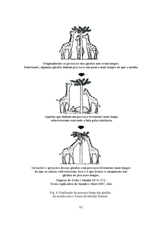10
Fig. 4: Explicação do pescoço longo das girafas,
de acordo com a Teoria da Seleção Natural.
 