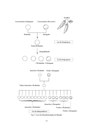 13
Fig. 5: Leis da Hereditariedade de Mendel
 