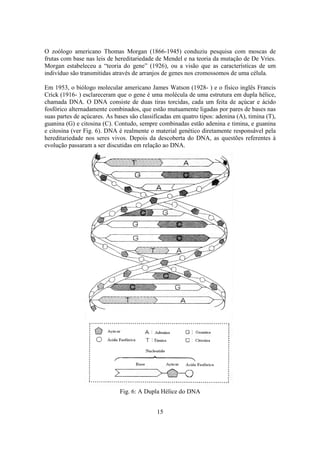15
O zoólogo americano Thomas Morgan (1866-1945) conduziu pesquisa com moscas de
frutas com base nas leis de hereditariedade de Mendel e na teoria da mutação de De Vries.
Morgan estabeleceu a “teoria do gene” (1926), ou a visão que as características de um
indivíduo são transmitidas através de arranjos de genes nos cromossomos de uma célula.
Em 1953, o biólogo molecular americano James Watson (1928- ) e o físico inglês Francis
Crick (1916- ) esclareceram que o gene é uma molécula de uma estrutura em dupla hélice,
chamada DNA. O DNA consiste de duas tiras torcidas, cada um feita de açúcar e ácido
fosfórico alternadamente combinados, que estão mutuamente ligadas por pares de bases nas
suas partes de açúcares. As bases são classificadas em quatro tipos: adenina (A), timina (T),
guanina (G) e citosina (C). Contudo, sempre combinadas estão adenina e timina, e guanina
e citosina (ver Fig. 6). DNA é realmente o material genético diretamente responsável pela
hereditariedade nos seres vivos. Depois da descoberta do DNA, as questões referentes à
evolução passaram a ser discutidas em relação ao DNA.
Fig. 6: A Dupla Hélice do DNA
 