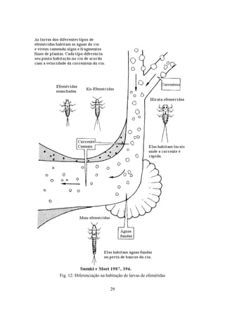 29
Fig. 12: Diferenciação na habitação de larvas de efeméridas
 