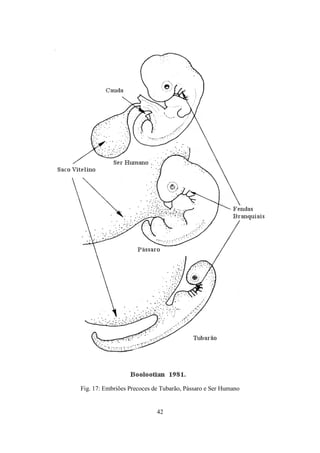 42
Fig. 17: Embriões Precoces de Tubarão, Pássaro e Ser Humano
 