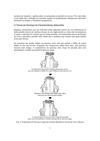 7
aumenta de tamanho, e ganha poder, em proporção ao período de seu uso. Por outro lado,
se um órgão não é utilizado em uma base regular, ele gradualmente enfraquecerá, declinará,
diminuirá em função, e finalmente desaparecerá.
ii) Teoria da Herança de Características Adquiridas
Qualquer característica que um indivíduo tenha adquirido através do uso preferencial ou
tenha perdido através de contínuo desuso de um órgão devido ao efeito das circunstâncias
as quais o indivíduo foi exposto por um longo período, será transmitida através de herança
aos novos indivíduos nascidos dele, desde que a mudança seja comum tanto para machos
como para fêmeas.
Os ancestrais das girafas tinham um pescoço curto, mas eles tinham o hábito de comer
folhas no alto das árvores. Enquanto eles alcançavam folhas mais altas, seus pescoços
ficavam mais longos. A característica do pescoço mais longo foi passada para seus
descendentes, criando uma girafa de pescoço longo.
Fig. 2: Explicação do Pescoço Longo das Girafas Baseado na Teoria de Uso e Desuso
 