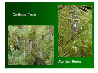 OLUSEGUN OLATINPO 12
 