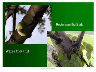 OLUSEGUN OLATINPO 13
 