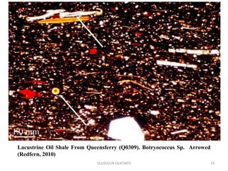 Lacustrine Oil Shale From Queensferry (Q0309). Botryococcus Sp. Arrowed
(Redfern, 2010)
OLUSEGUN OLATINPO 19
 