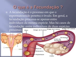    A fecundação é o processo em que o
    espermatozóide penetra o óvulo. Em geral, a
    fecundação processa-se apenas entre
    indivíduos da mesma espécie. Mas há casos de
    fecundação entre indivíduos de duas espécies
    próximas.
 