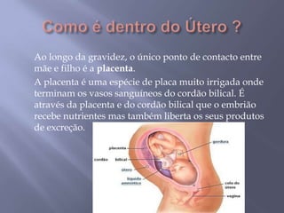 Ao longo da gravidez, o único ponto de contacto entre
mãe e filho é a placenta.
A placenta é uma espécie de placa muito irrigada onde
terminam os vasos sanguíneos do cordão bilical. É
através da placenta e do cordão bilical que o embrião
recebe nutrientes mas também liberta os seus produtos
de excreção.
 