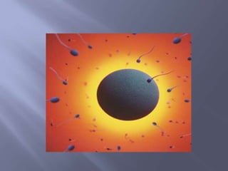 Da fecundação ao nascimento