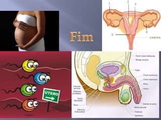 Da fecundação ao nascimento