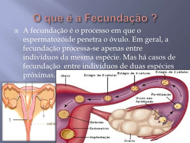 Da fecundação ao nascimento Da fecundação ao nascimento