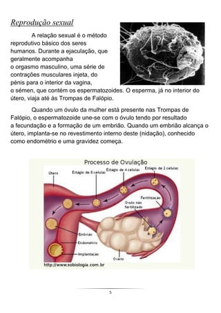 Reprodução sexual
         A relação sexual é o método
reprodutivo básico dos seres
humanos. Durante a ejaculação, que
geralmente acompanha
o orgasmo masculino, uma série de
contrações musculares injeta, do
pénis para o interior da vagina,
o sémen, que contém os espermatozoides. O esperma, já no interior do
útero, viaja até às Trompas de Falópio.
         Quando um óvulo da mulher está presente nas Trompas de
Falópio, o espermatozoide une-se com o óvulo tendo por resultado
a fecundação e a formação de um embrião. Quando um embrião alcança o
útero, implanta-se no revestimento interno deste (nidação), conhecido
como endométrio e uma gravidez começa.




                                   5
 