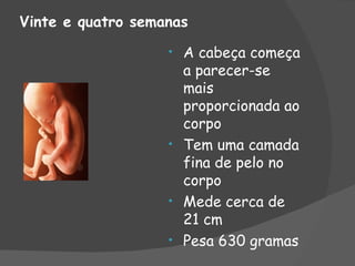 Vinte e quatro semanas
                   • A cabeça começa
                     a parecer-se
                     mais
                     proporcionada ao
                     corpo
                   • Tem uma camada
                     fina de pelo no
                     corpo
                   • Mede cerca de
                     21 cm
                   • Pesa 630 gramas
 