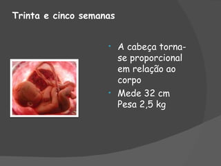 Trinta e cinco semanas


                    • A cabeça torna-
                      se proporcional
                      em relação ao
                      corpo
                    • Mede 32 cm
                      Pesa 2,5 kg
 