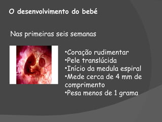 O desenvolvimento do bebé


Nas primeiras seis semanas

                •Coração rudimentar
                •Pele translúcida
                •Início da medula espiral
                •Mede cerca de 4 mm de
                comprimento
                •Pesa menos de 1 grama
 