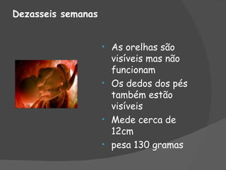 Dezasseis semanas


                    • As orelhas são
                      visíveis mas não
                      funcionam
                    • Os dedos dos pés
                      também estão
                      visíveis
                    • Mede cerca de
                      12cm
                    • pesa 130 gramas
 